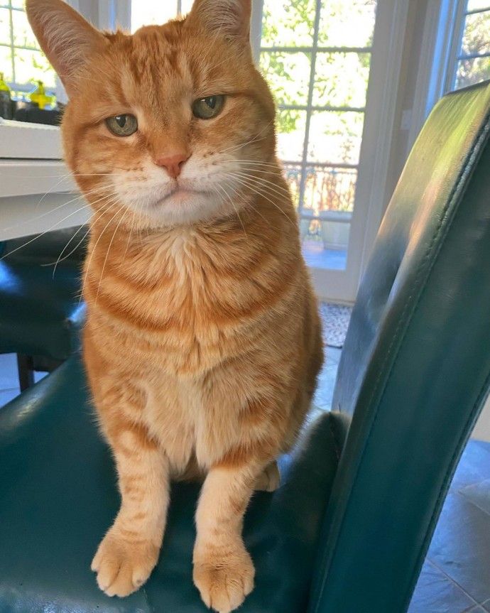 A disappointed orange cat watching the timer